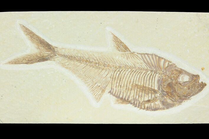 Fossil Fish (Diplomystus) - Green River Formation #122740